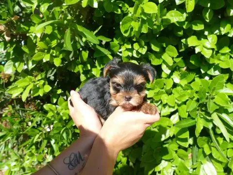 Yorkshire Terrier photo 2