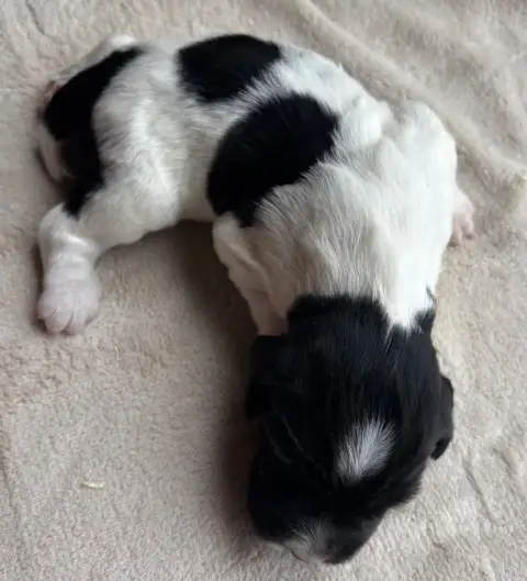 English Springer Spaniel  B................... Des Et af044 photo 2