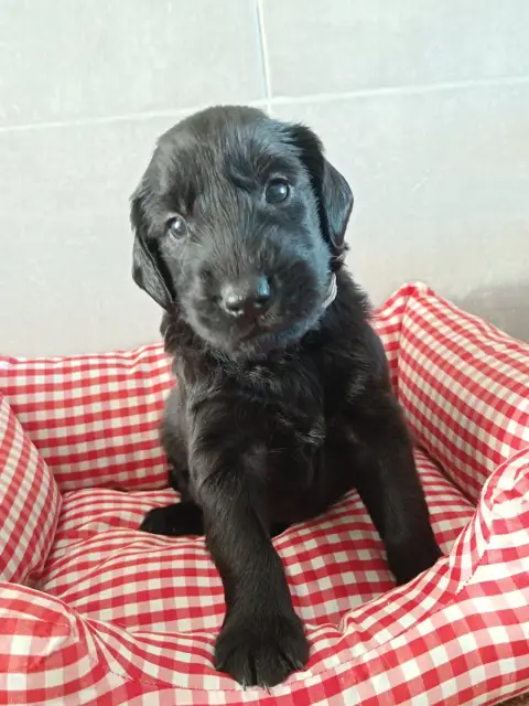 Flat Coated Retriever  Collier Marron De Javelot Des  21f7d
