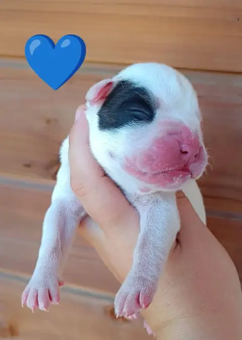 Adopter Boxer 
                        Chiot N°2 Des Gardiens 26c1e
