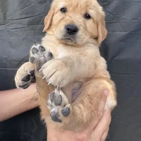 Deux Chiots Lof Golden Retriever Sable À Vendre