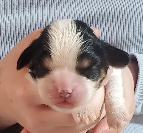 Cavalier King Charles Spaniel  Chiot N°6 Du Domaine D 31d63