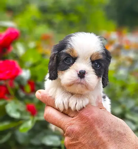 Cavalier King Charles Spaniel  B7 Of Little By Little 6a615