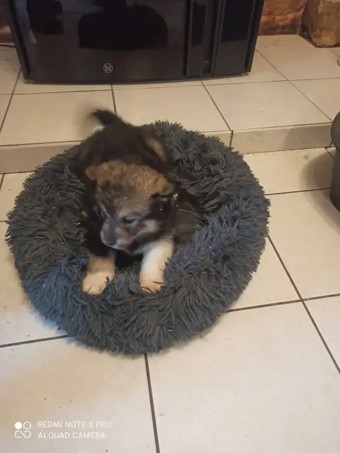 Alaskan Malamute photo 2