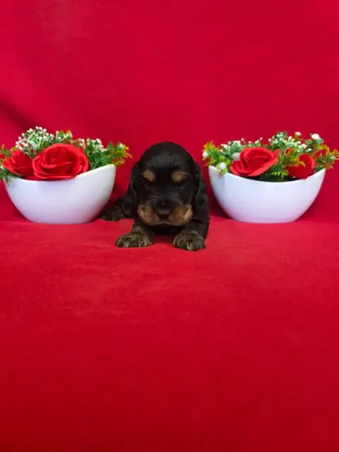 Cocker Spaniel Anglais  B........... Du Domaine De St e34b4 photo 2