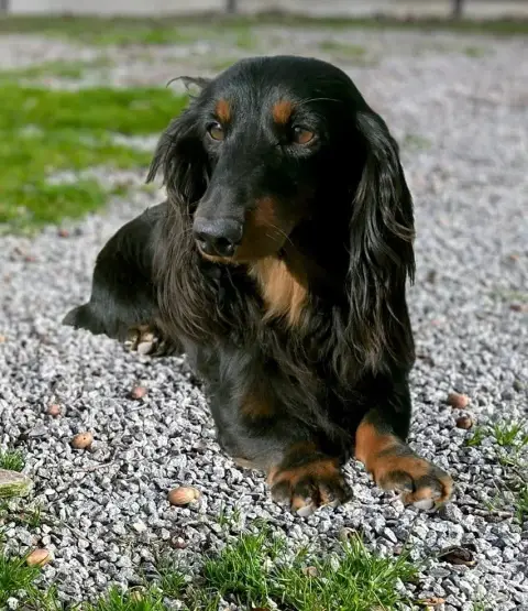 Teckel Poil Long  Chiot N°1 Du Hameau De Selcra photo 3