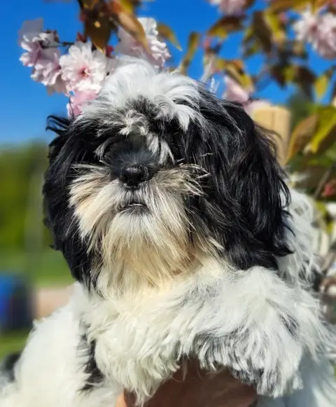 Shih Tzu  Albert Of Mayajoe'S Dreams photo 2