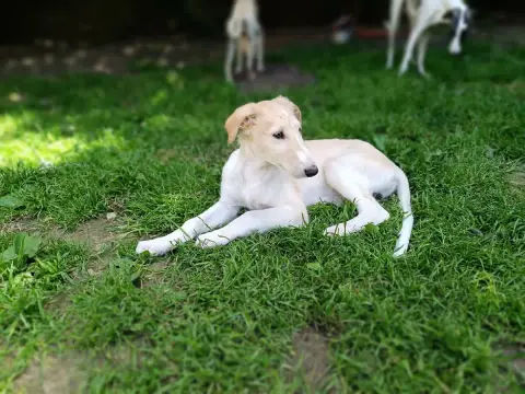 Barzoi  B.B photo 2