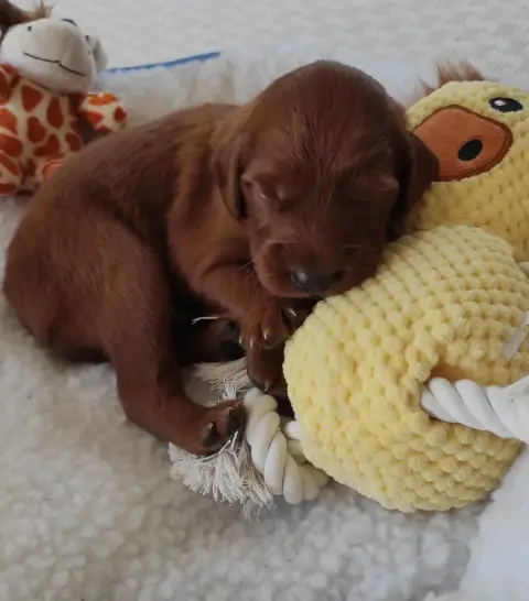 Setter Irlandais Rouge 
                        Chiot af4c3 photo 3