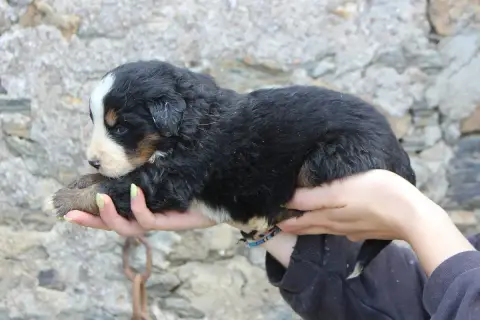 Bouvier Bernois  Chiot 6 De La Vallée De L'Hyrome photo 3