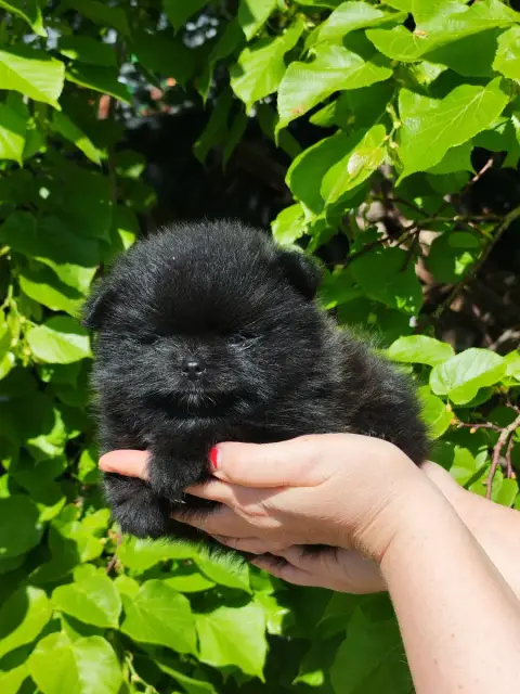 Spitz Allemand  Black-