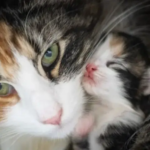 Adopter Chatons Norvégiens Disponibles Pour Fin Août