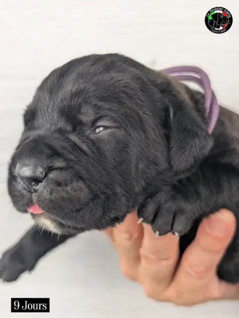 Adopter Cane Corso 
                        Collier Mauve De  9f0e6