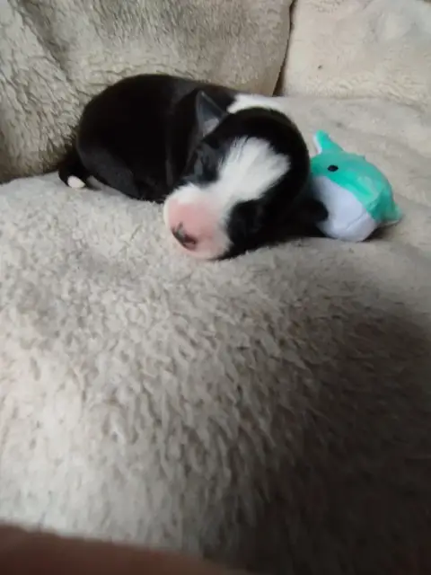 Border Collie  Boreas House Of Fever Spirit