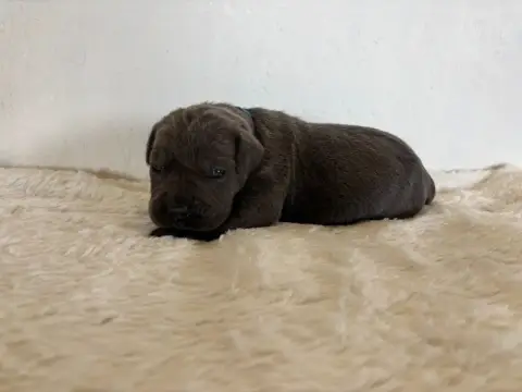 Cane Corso  Collier Bleu Arvernmolosse photo 3