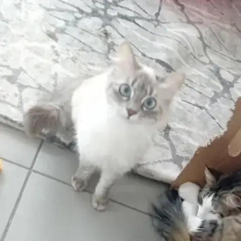 Mira & Mirane