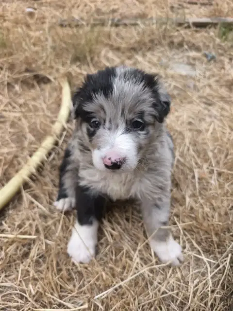 Border Collie  Be Cool De La Flam Blanche