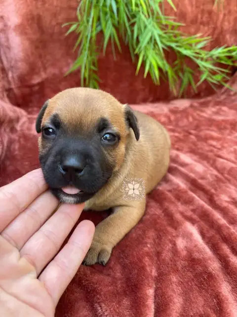 Staffordshire Bull Terrier