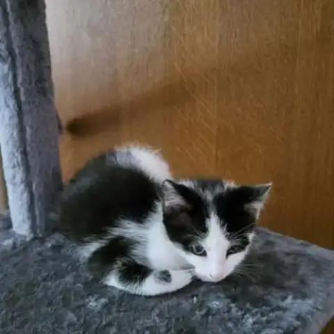 Chat Tigrou À L Adoption