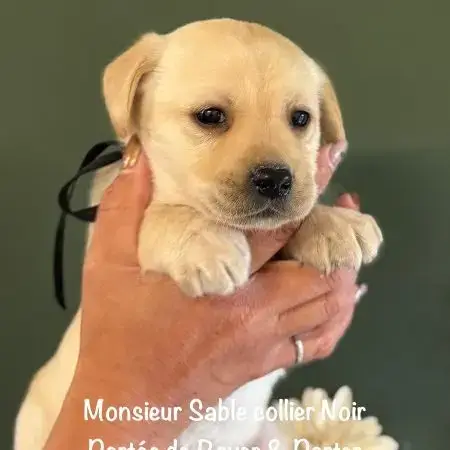 Magnifique Labrador