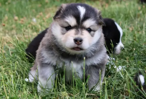 Chien Finnois De Laponie  Bjarni Nalle De La Vallée D e1339