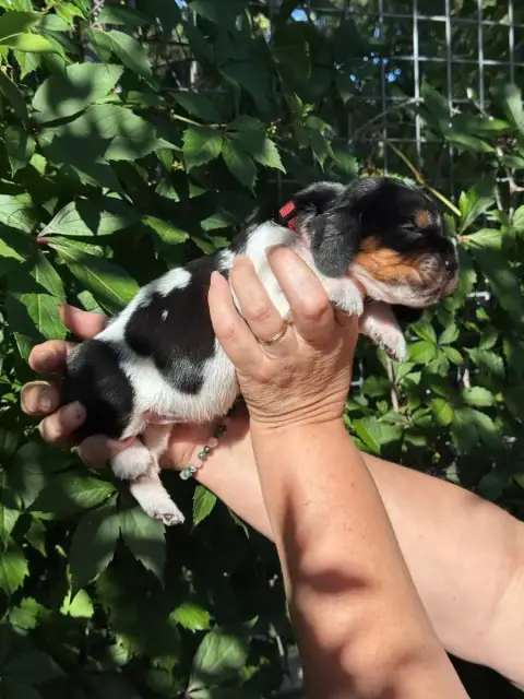 Basset Hound  Billie Collier Rouge Tricolore Du Berce 0cfea photo 2