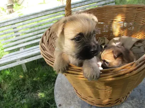 Cairn Terrier  Chiot 2 Des Cedres De Bourdane photo 2