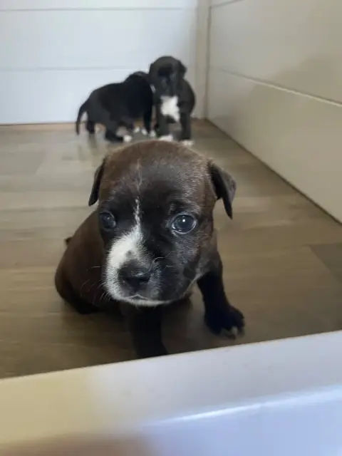 Staffordshire Bull Terrier  Chiot N°2 Of The Bubble S 8149f photo 3