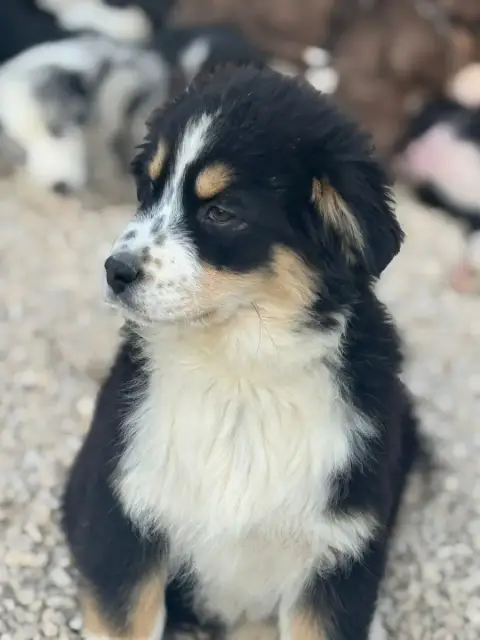 Berger Australien  Chiot 4 Des Rêves Du Berger photo 3