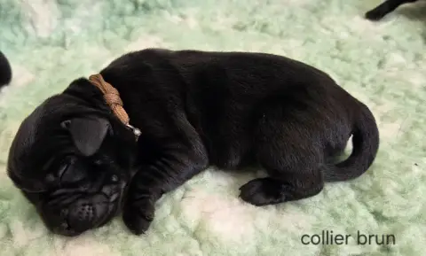 Labrador Retriever  Collier Brun Du Gardien Des Aulno 69989