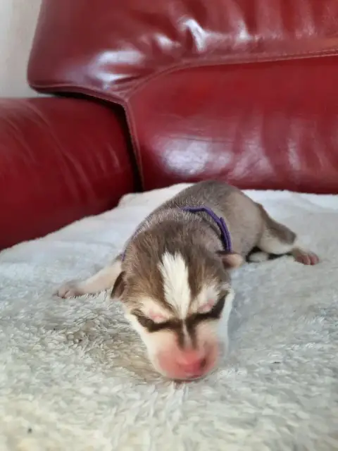 Siberian Husky  Blake De L'Etoile Bleu Polaire