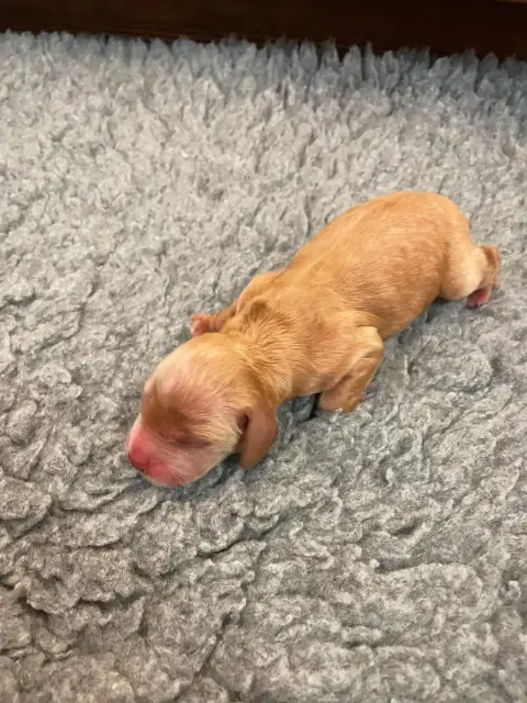 Cocker Spaniel Anglais 
                        B,,,, b640b