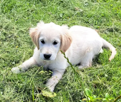 Golden Retriever  Brooke