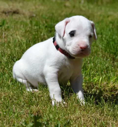 Dogo Argentino  Collier Bordeaux Cocard Od Del Angel  229b4