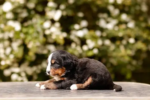 Bouvier Bernois  Chiot 1 De La Vallée De L'Hyrome photo 2