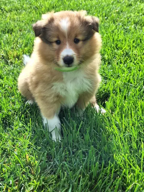 Shetland Sheepdog  Boomer De La Chambrette Agenaise 6256e photo 2