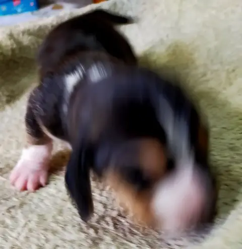 Basset Artesien Normand  Chiot N°5 Des Terres Du Doux 031eb photo 2