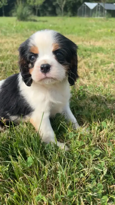 Cavalier King Charles Spaniel  B..... photo 2
