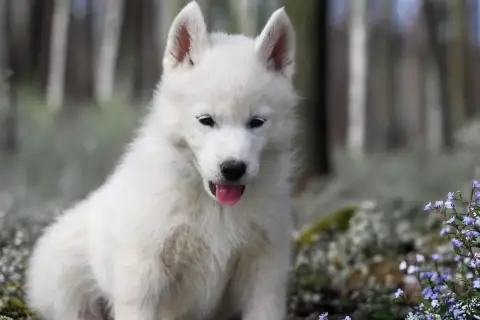 Siberian Husky  Boreas Ymir Siberian Southeast photo 2