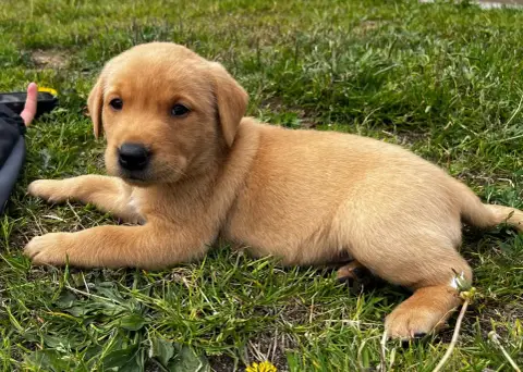 Labrador Retriever photo 2
