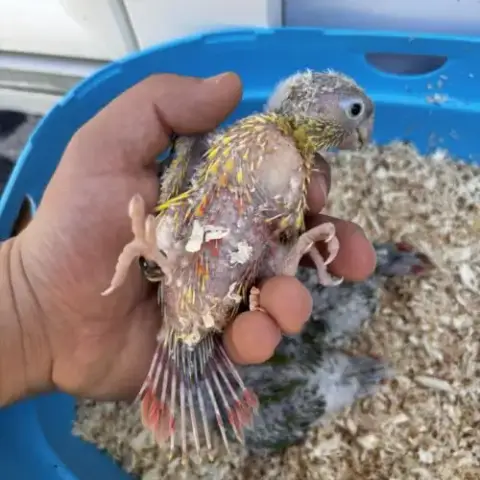 Conures Ananas Eam – Réservation Ouverte