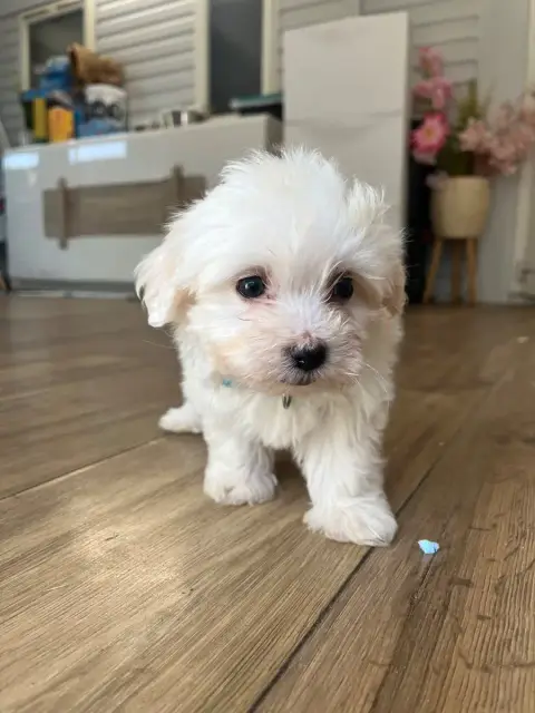Coton De Tulear 
                        Blue Des Mir fcb92 photo 3