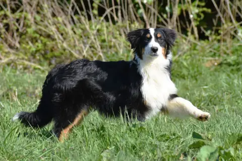 Berger Australien  Aslan De La Folle Emprise photo 2