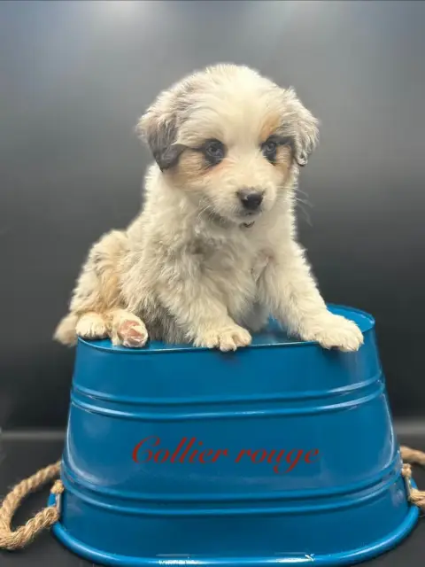 Berger Américain Miniature  Chiot N°5 Des Joyaux Des  b83d3