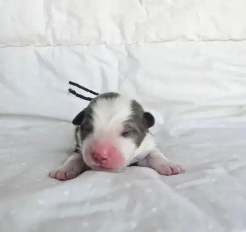 Berger Australien  Chiot N°4 Des Amours De Claya