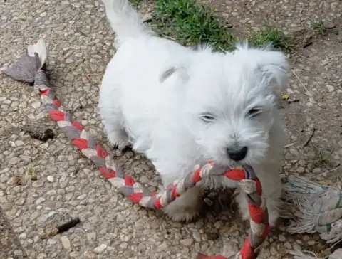 West Highland White Terrier  Chiot N°3 De La Forêt D' c0828 photo 2