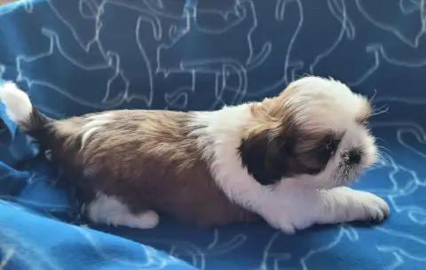 Shih Tzu  Chiot N°1 Des Marais De Courmont photo 2