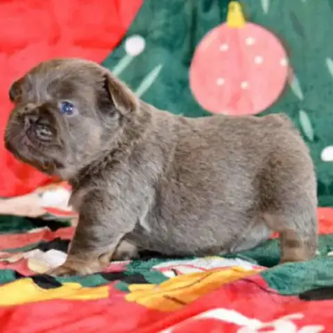 Chiots Bouledogues Français Exotique