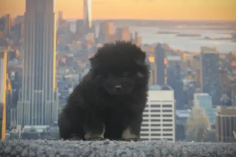 Eurasier  Miss Noire Et Feu Du Royaume D'Ebène photo 2