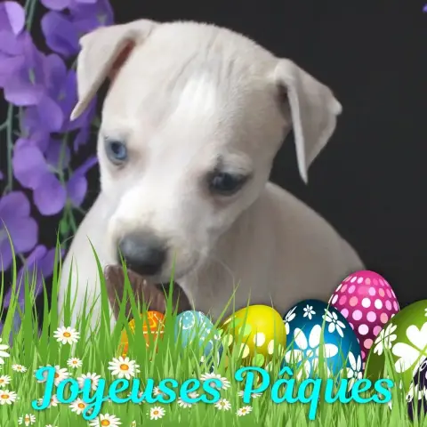 Whippet  Bel Ideal Des Filles D'Eole